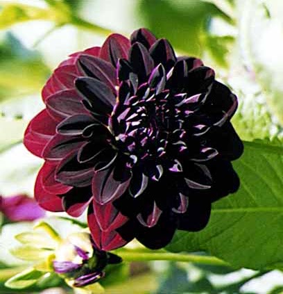Flores negras, por la primavera. – Black paper flowers